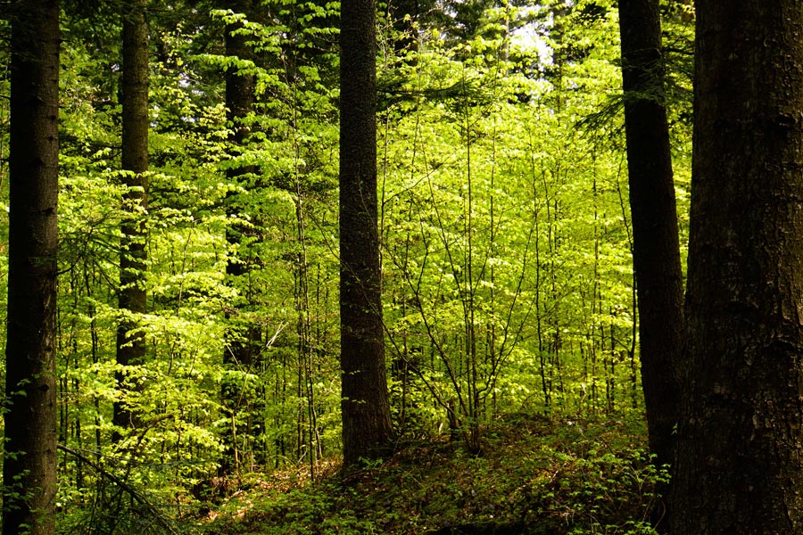 Original Waldfoto von Rainer Sturm, pixelio.de