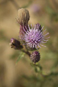 Distel