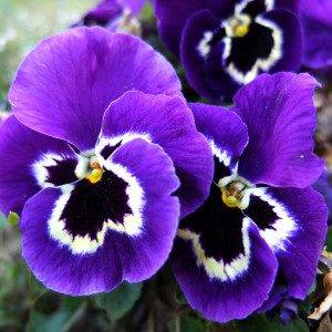 Lila Stiefmütterchen