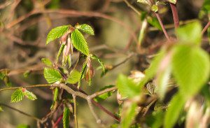erste grüne Blätter