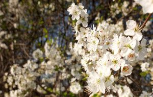 Weiße Blüten in der Sonne