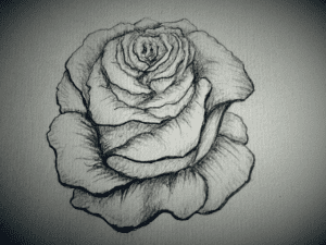 Skizzierte Rose