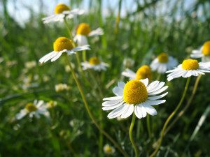Nahaufnahme weiße Feldblumen