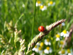 Nahaufnahme Marienkäfer