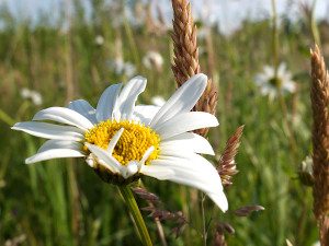 Nahaufnahme weiße Blüte