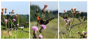 Schmetterling Collage