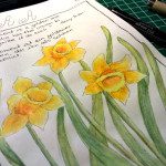 Goldener-Moment - Narzissen im Sketchbook