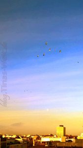 Sonnenaufgang über den Dächern von Köln