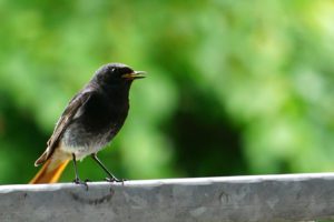 Vogel: Hausrotschwanz Männchen