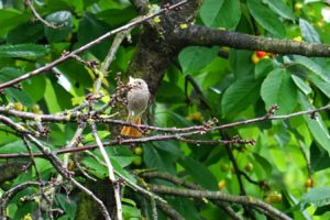 Vogel: Hausrotschwanz Weibchen
